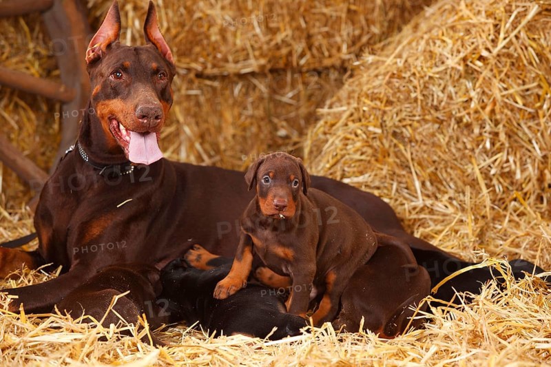 Doberman