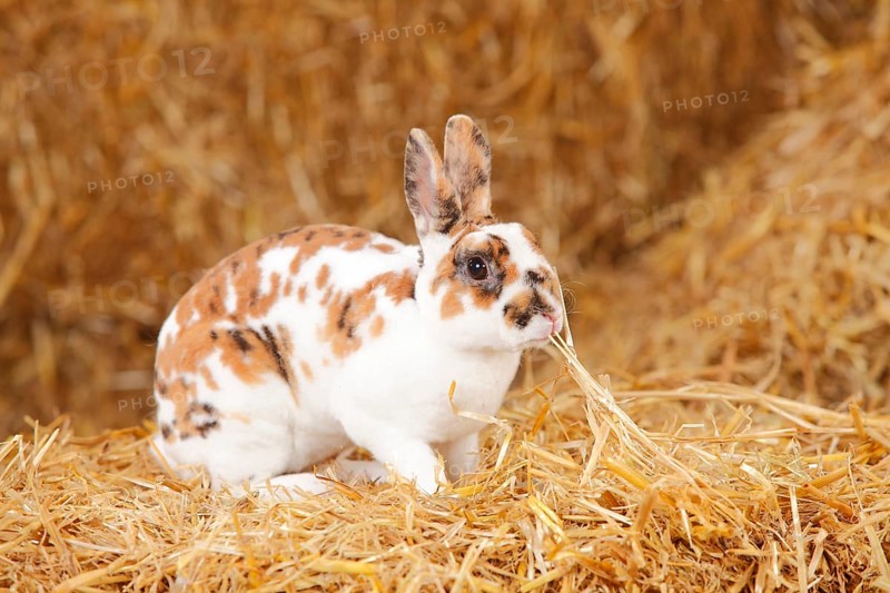 Dwarf Rex Rabbit