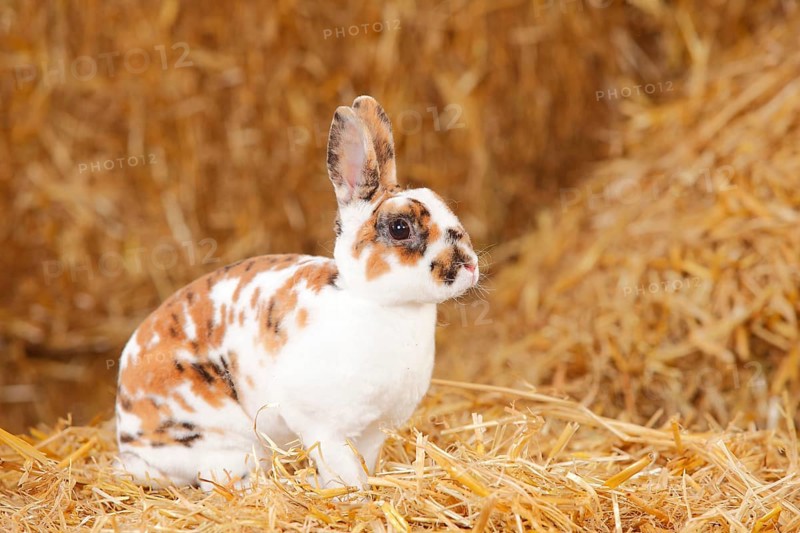 Dwarf Rex Rabbit