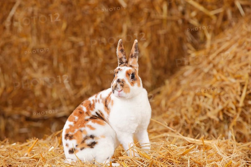 Dwarf Rex Rabbit