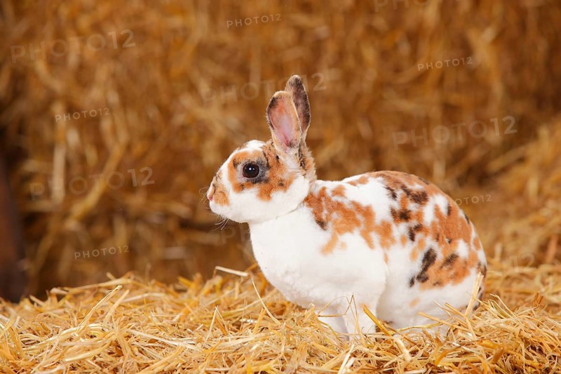 Dwarf Rex Rabbit