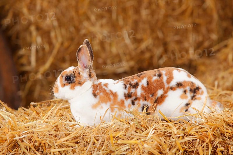 Dwarf Rex Rabbit