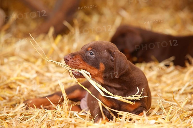 Doberman Pinscher