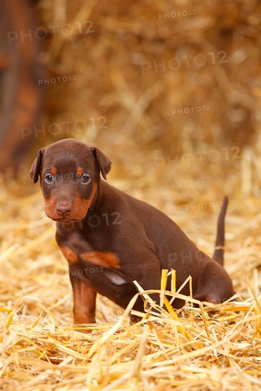 Doberman Pinscher