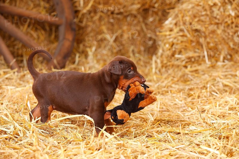 Doberman