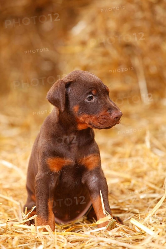 Doberman Pinscher