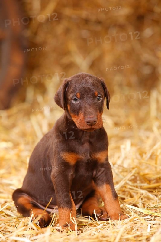 Doberman Pinscher