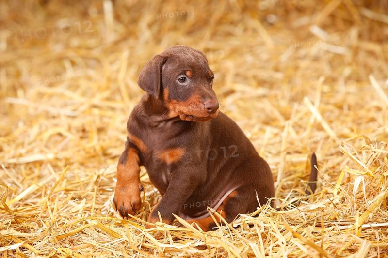 Doberman Pinscher
