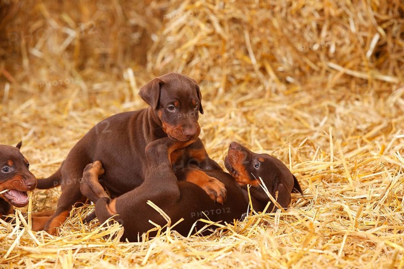 Doberman Pinscher