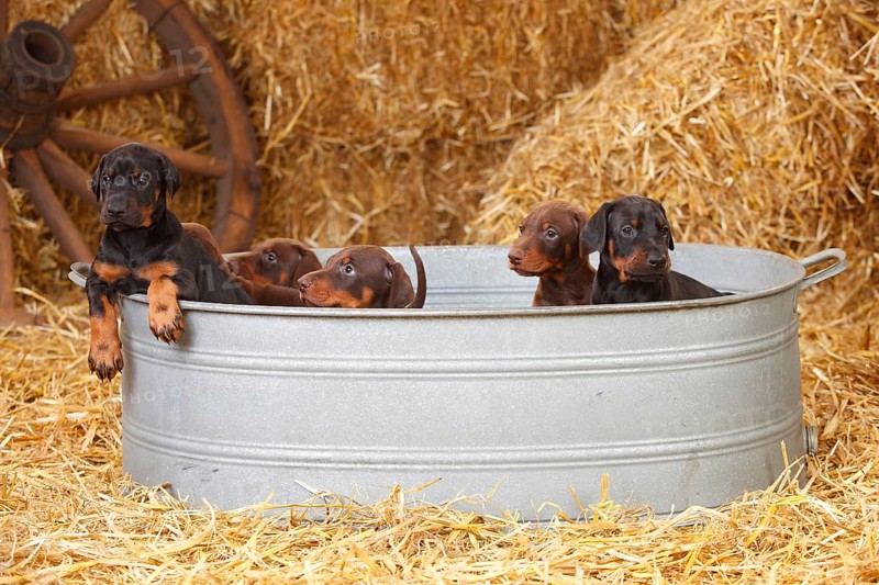 Doberman Pinscher