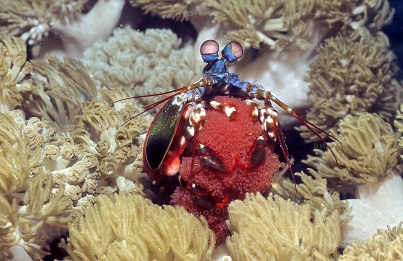Peacock mantis shrimp