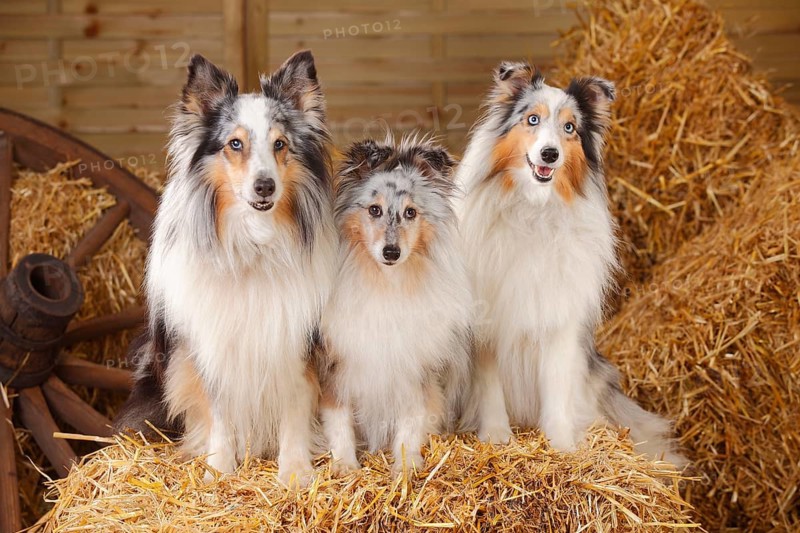Shelties