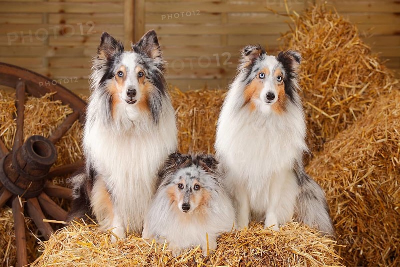 Shelties