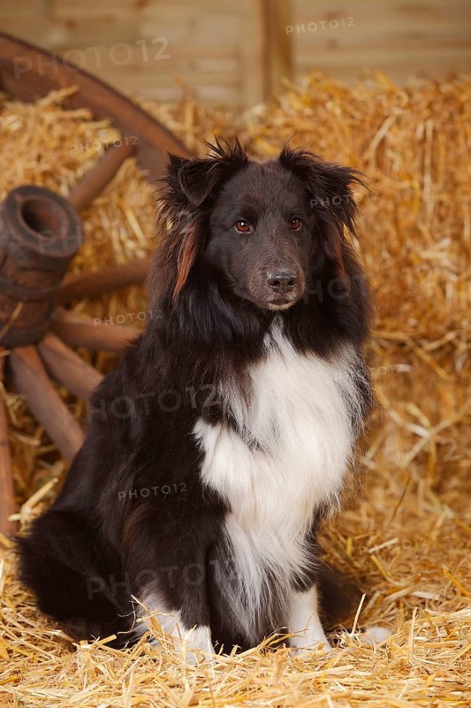 Sheltie