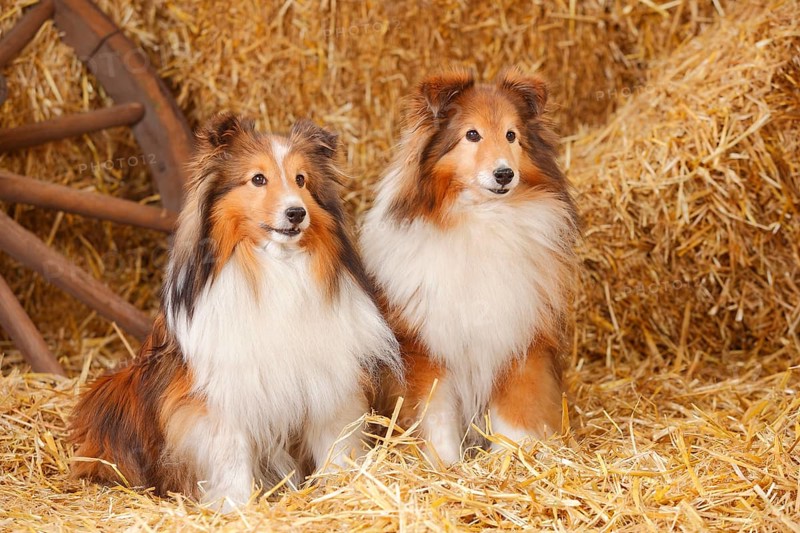 Sheltie