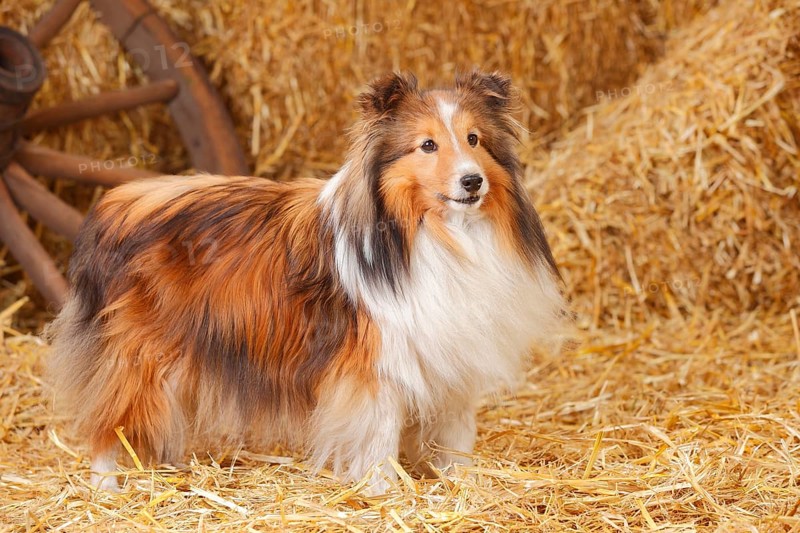 Sheltie