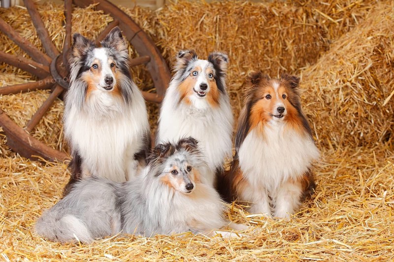 Shelties