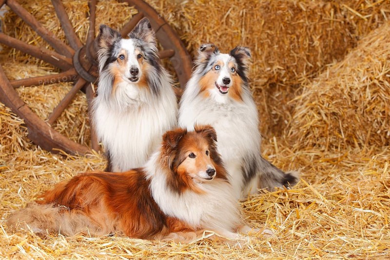 Shelties