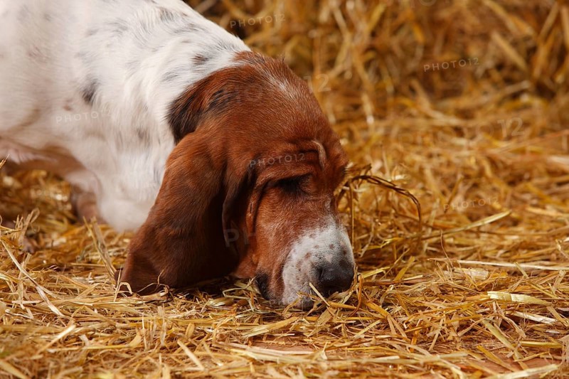 Basset Hound