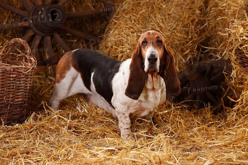 Basset Hound