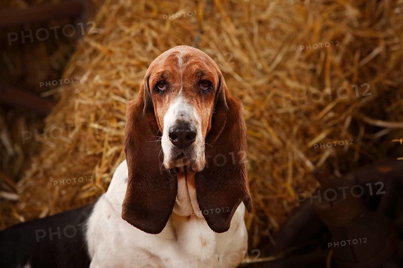 Basset Hound