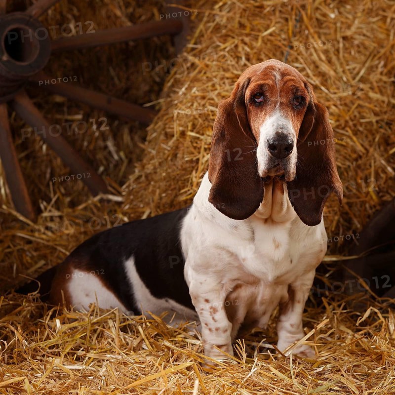 Basset Hound