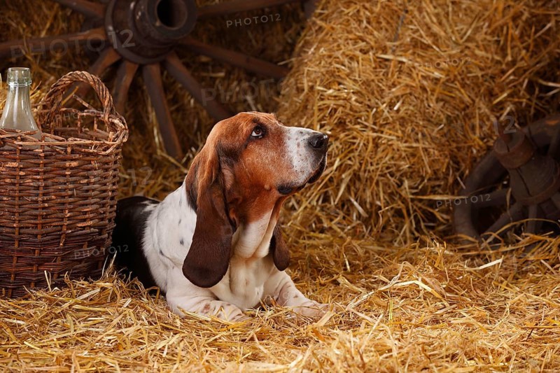 Basset Hound