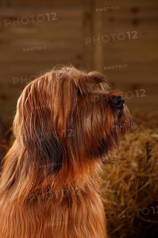 Briard