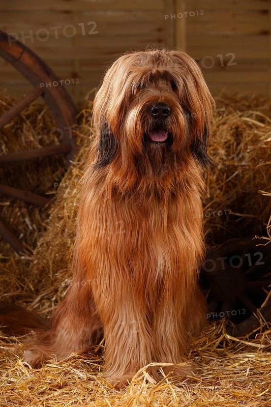 Briard