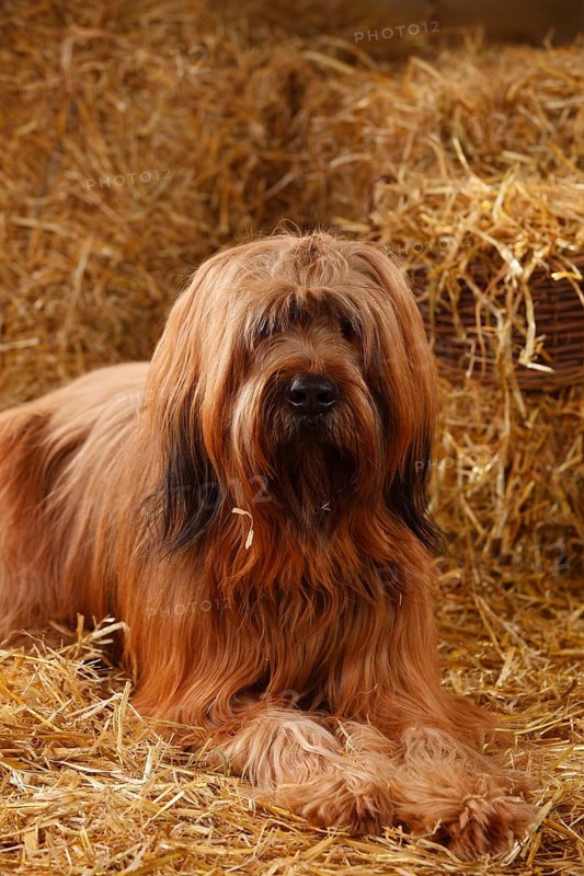 Briard