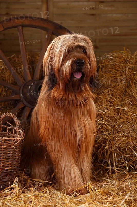 Briard