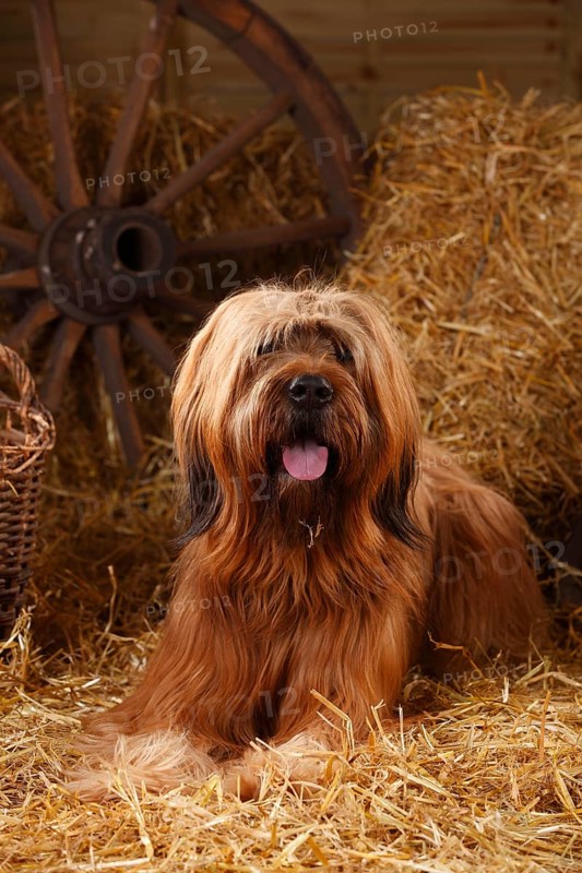 Briard