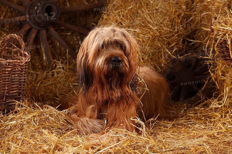 Briard