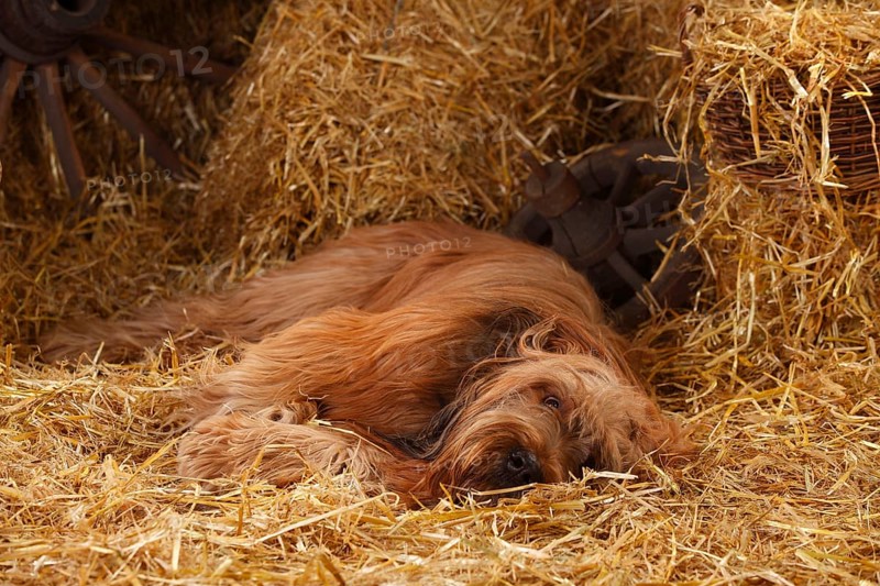 Briard