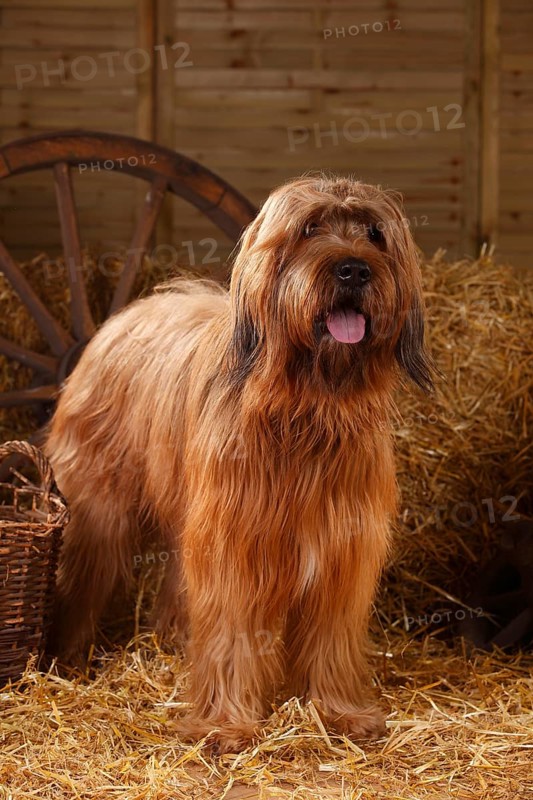 Briard