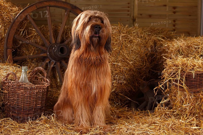 Briard