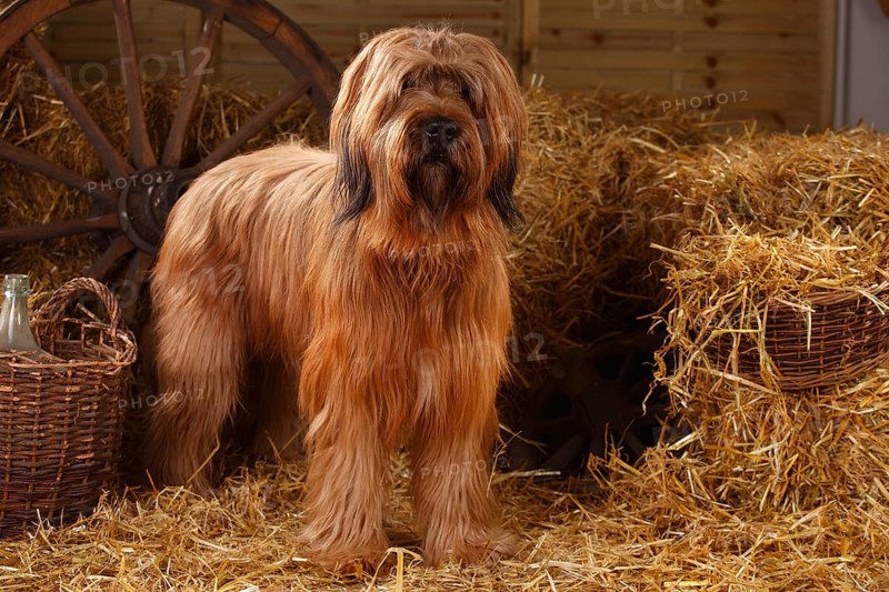 Briard