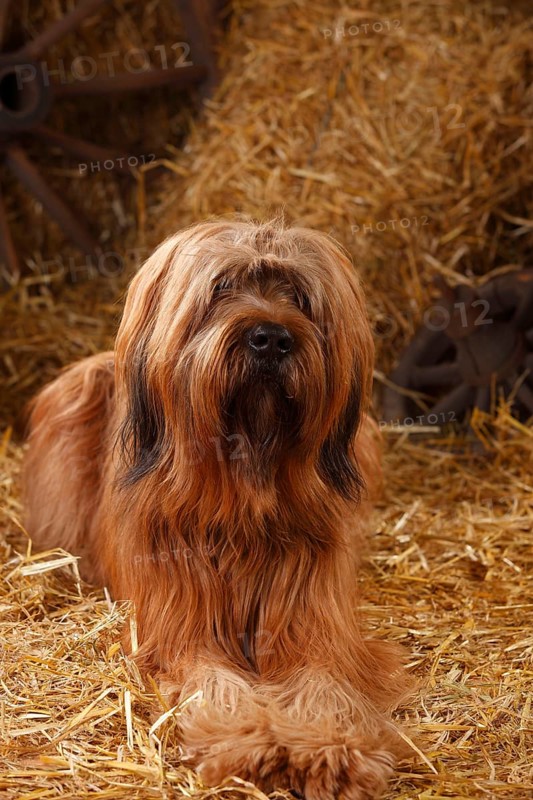 Briard