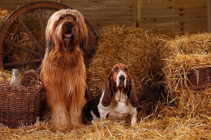 Briard and Basset Hound