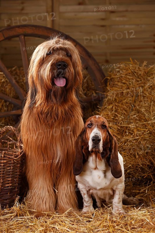 Briard and Basset Hound