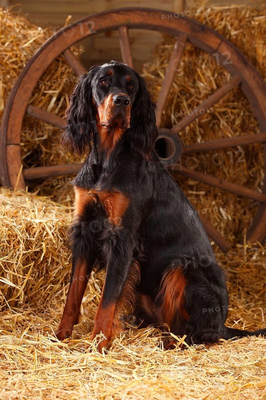 Gordon Setter