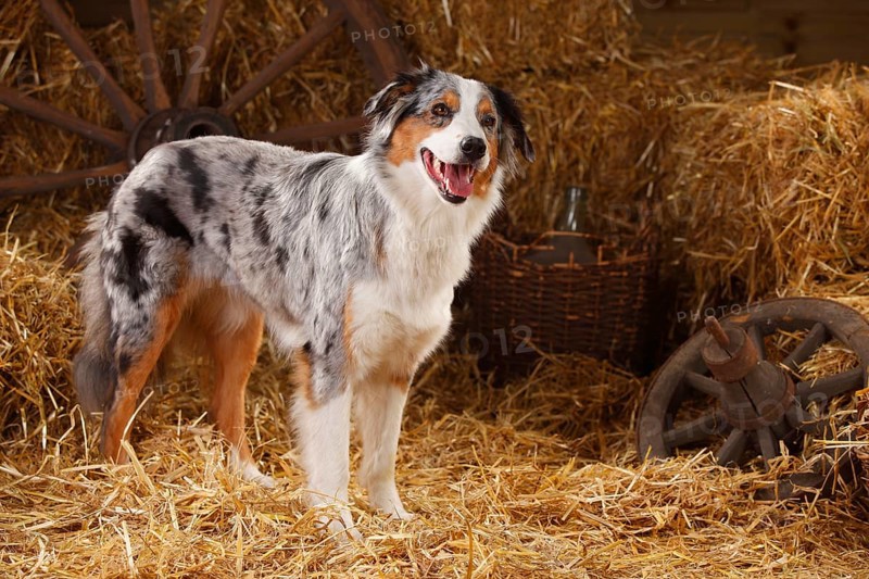 Australian Shepherd