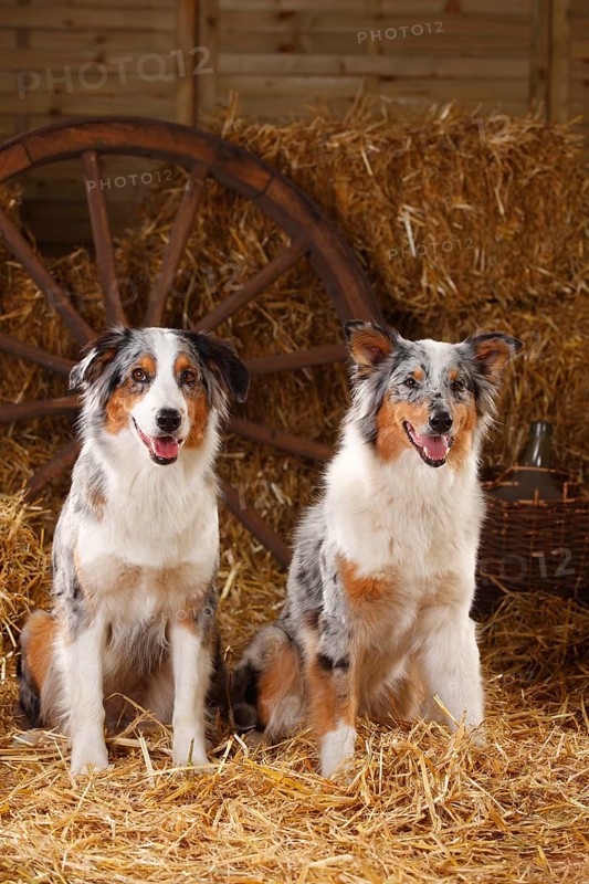 Australian Shepherd