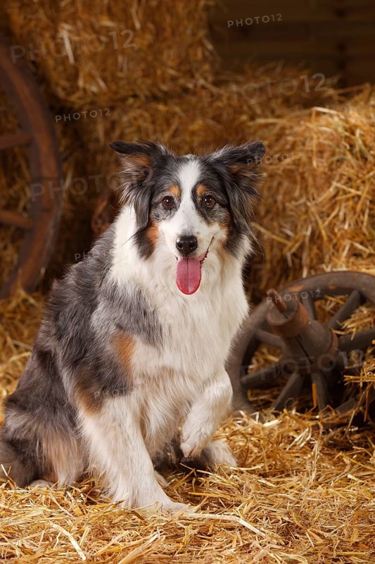 Australian Shepherd