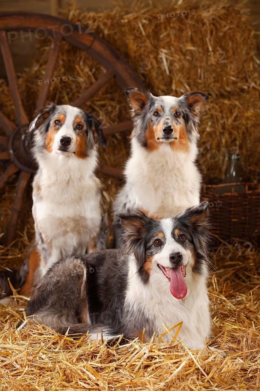 Australian Shepherd