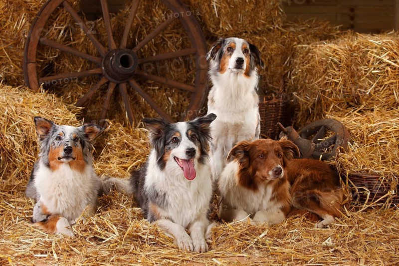 Australian Shepherd