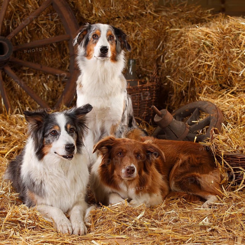 Australian Shepherd