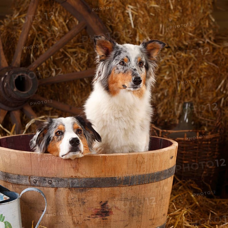 Australian Shepherd