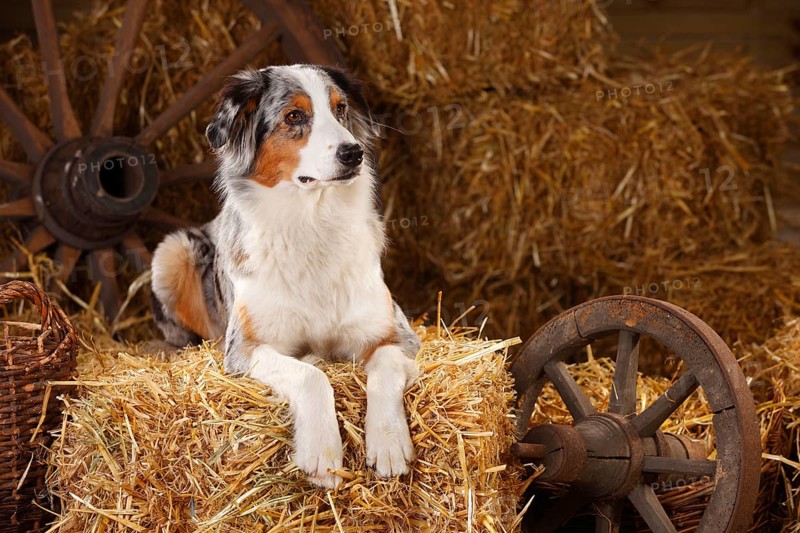 Australian Shepherd