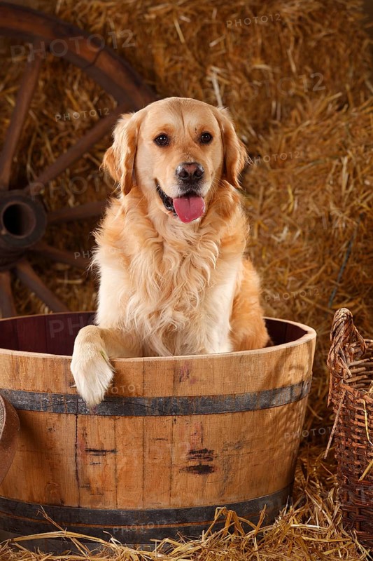 Golden Retriever